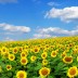 ¿Por qué giran los girasoles hacia el sol?